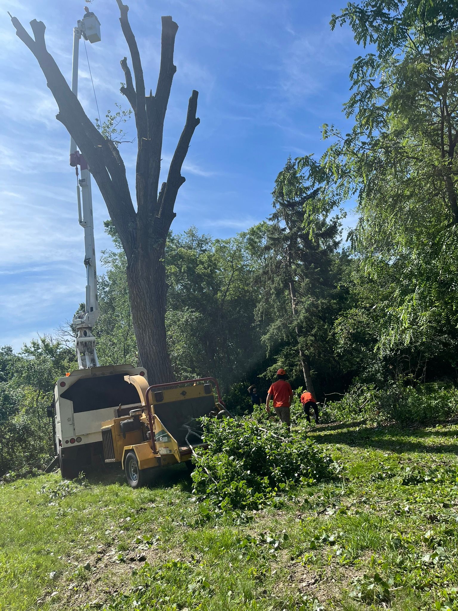 A tree is being cut down by a machine in a field.