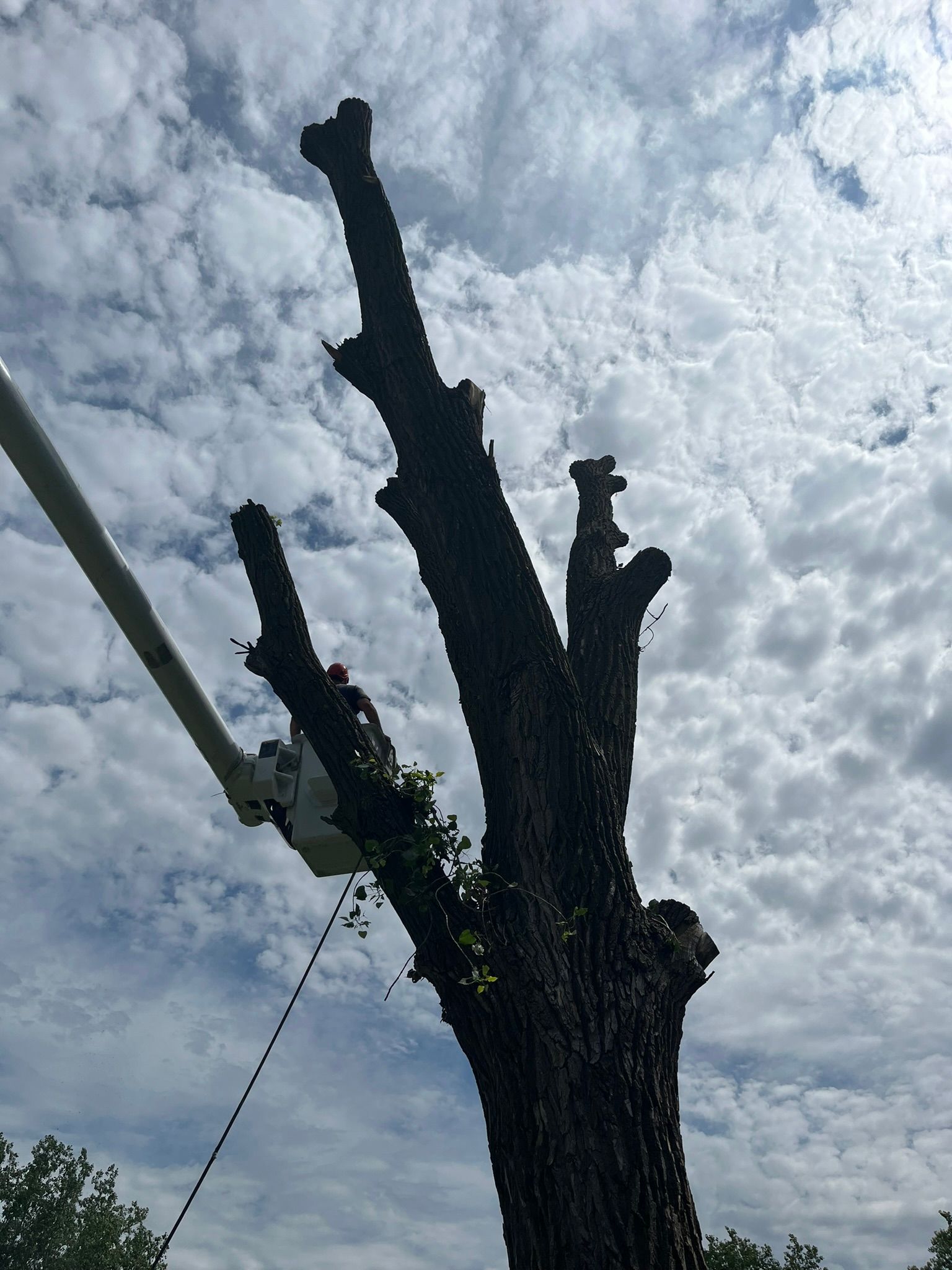 A person is cutting a tree with a chainsaw.