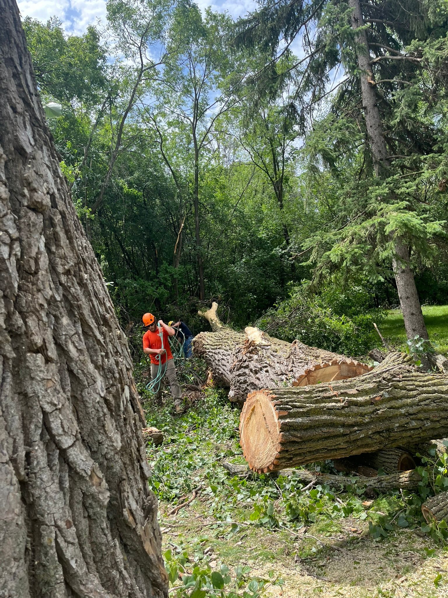 A large log is sitting in the middle of a forest.