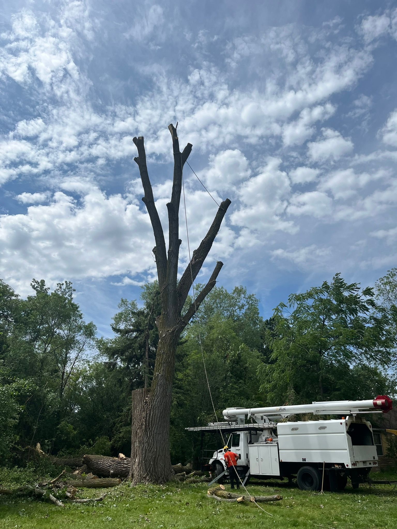 A white truck is parked in front of a large tree.