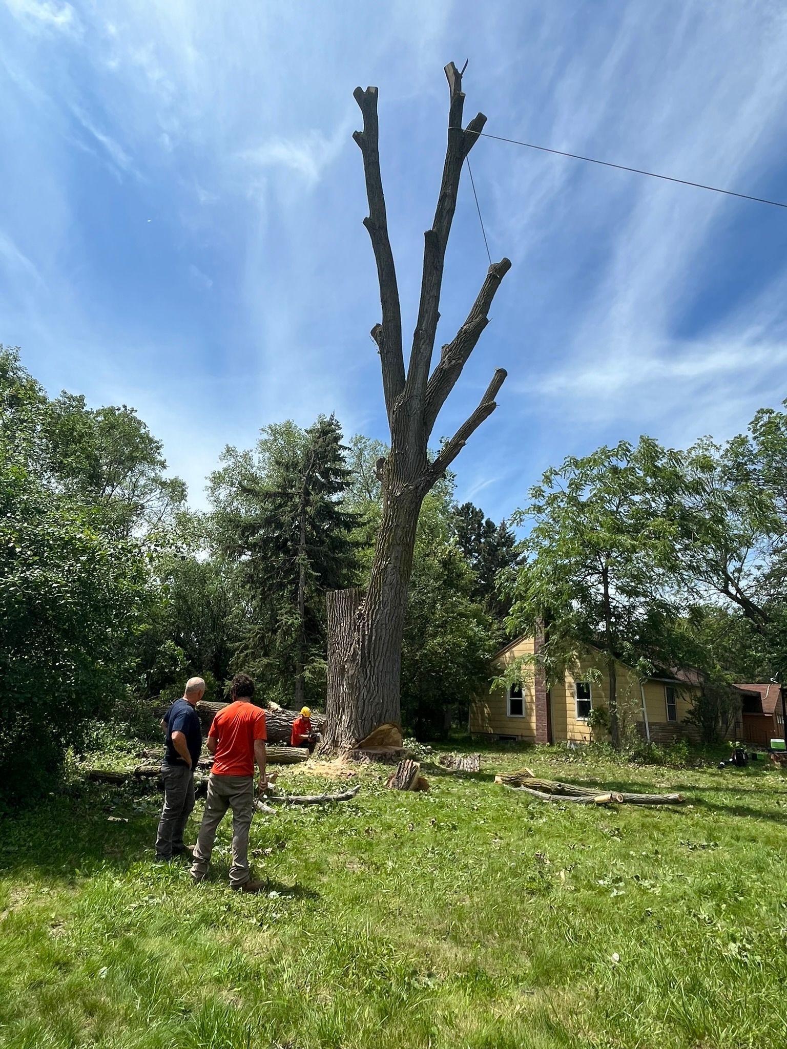 A group of people are standing in a grassy field in front of a large tree.