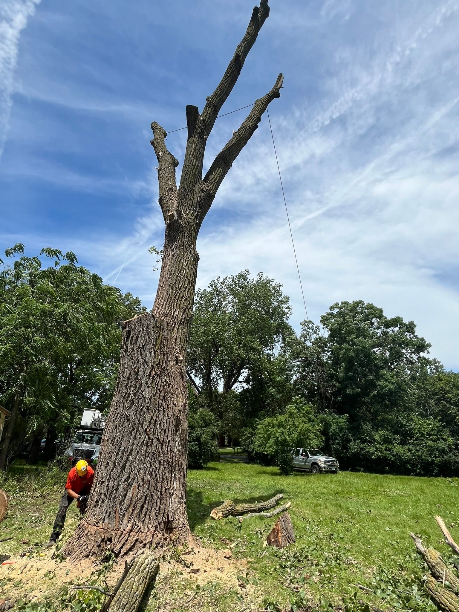 A man is standing next to a large tree in a field.