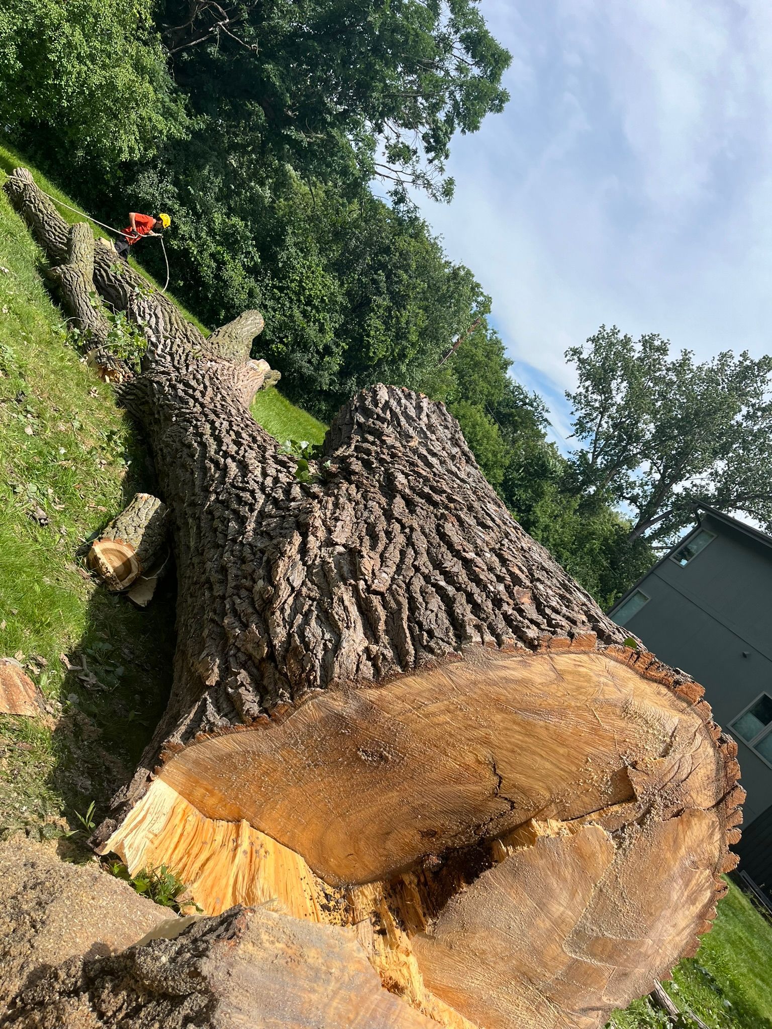 A large tree stump is laying on top of a lush green field.