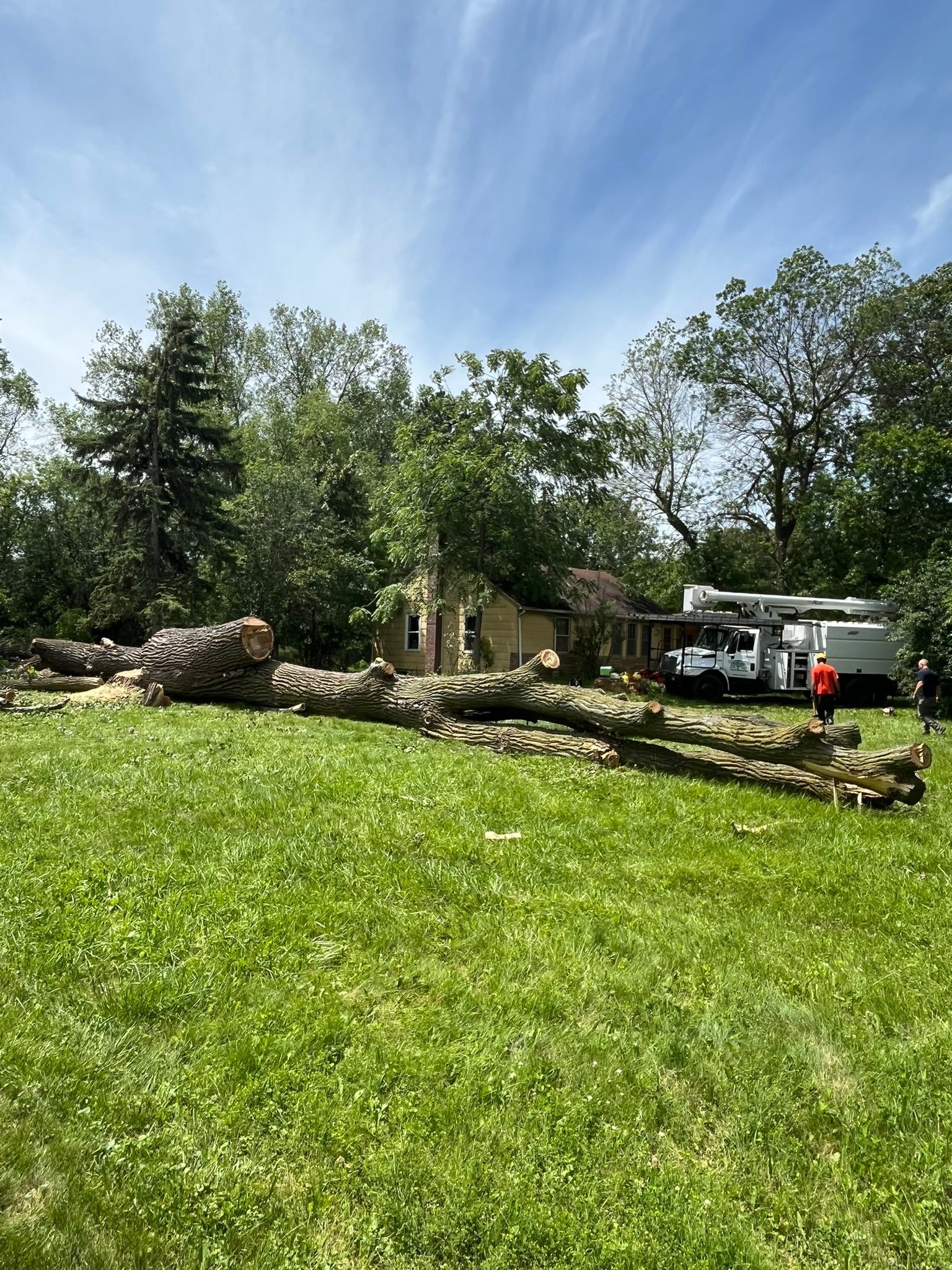 A large log is sitting in the middle of a lush green field.