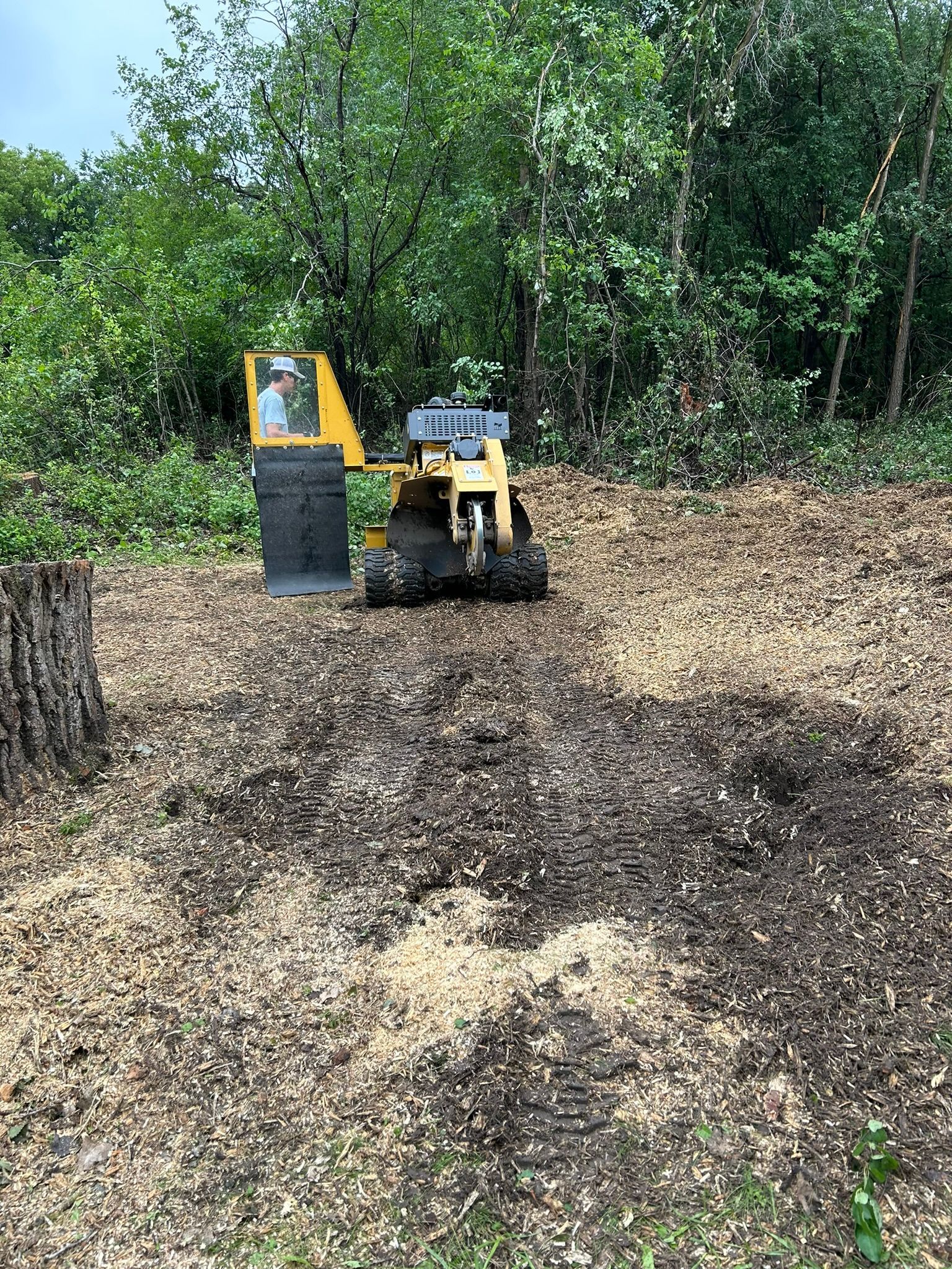 A stump grinder is cutting a tree stump in the middle of a forest.