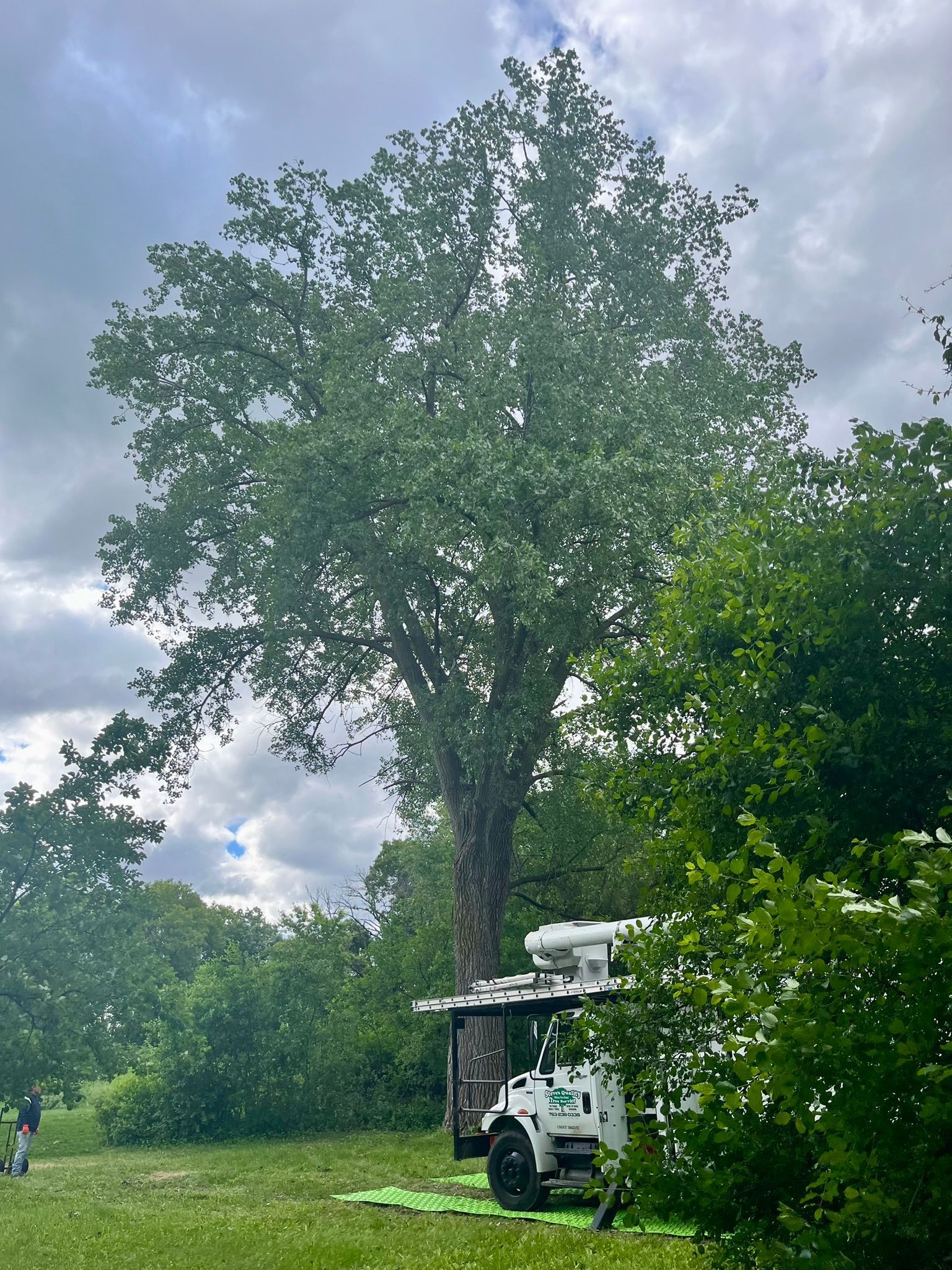 A large tree is being cut down by a tractor in a field.