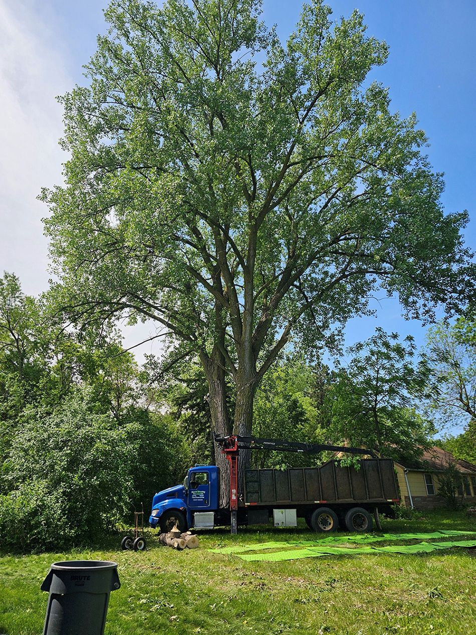 A blue truck is parked in front of a large tree.