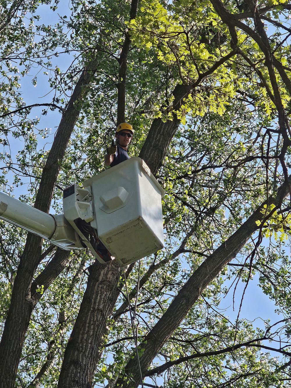 A man in a bucket is cutting a tree.