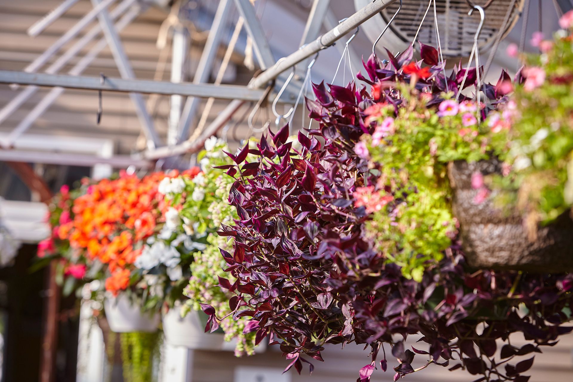 Hanging flower baskets in a greenhouse with vibrant orange, white, and deep purple foliage and blossoms.