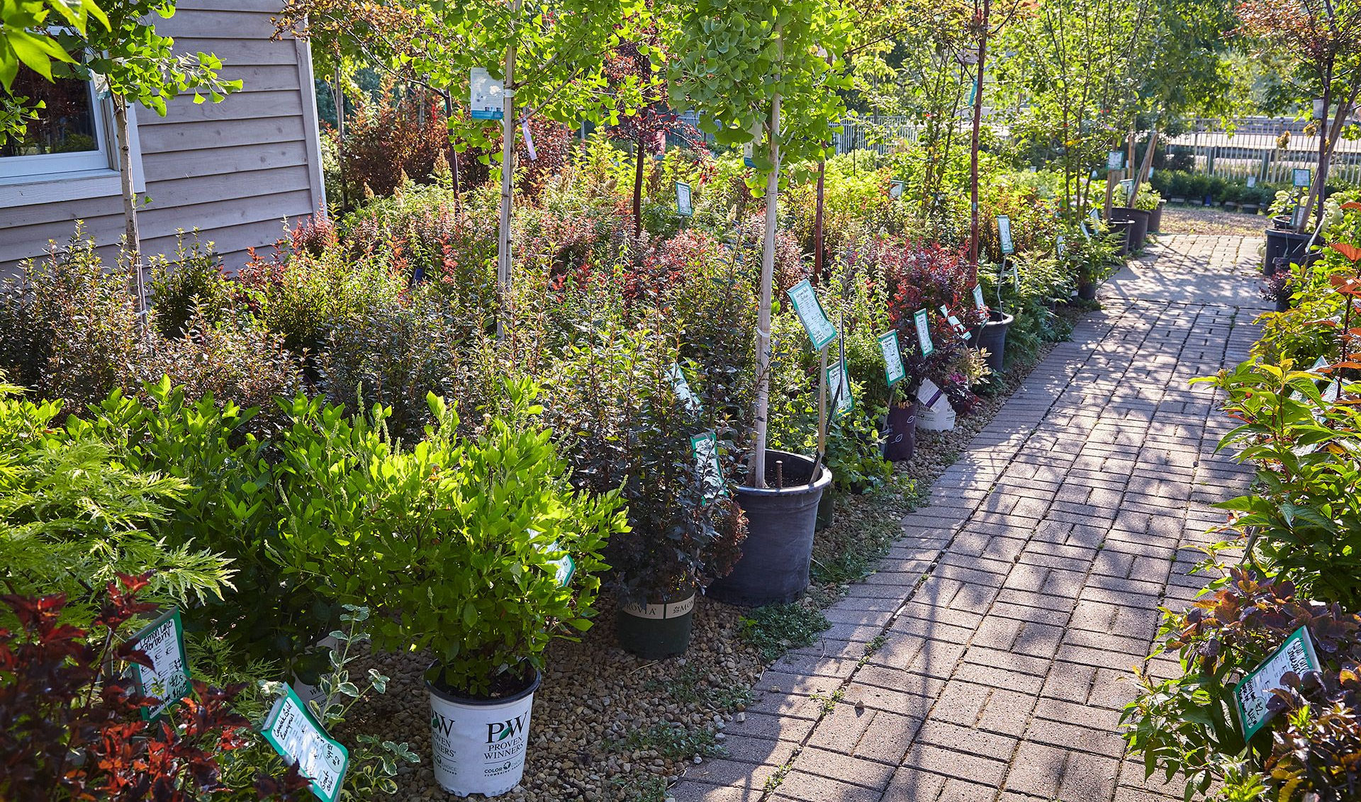 A nursery path lined with potted green and purple shrubs and young trees under bright sunlight.