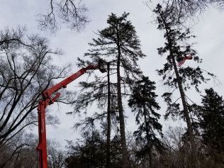 A red crane is cutting a tree in the middle of a forest.