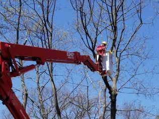 A man is cutting a tree with a crane.
