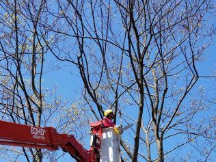 A man is cutting a tree with a chainsaw from a crane.
