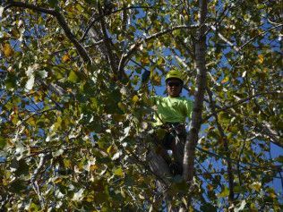 A man is climbing a tree with a chainsaw.