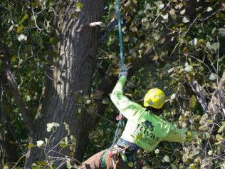 A man in a green shirt is climbing a tree.