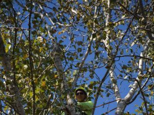 A man is standing in the branches of a tree.