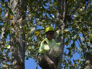 A man is cutting a tree with a chainsaw.
