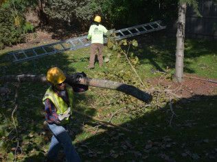 A man is carrying a tree branch next to a ladder.