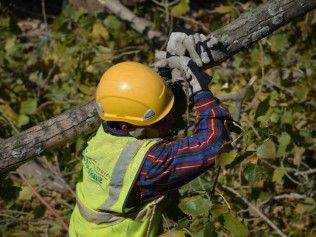 A man wearing a hard hat and safety vest is working on a tree branch.