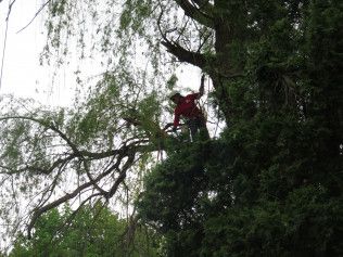 A man in a red jacket is standing on top of a tree.