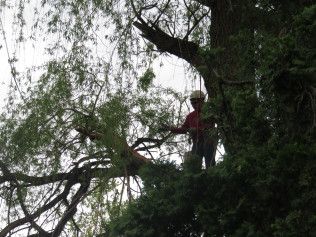 A man is cutting a tree with a chainsaw.