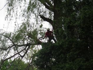 A man is climbing up a tree with a chainsaw.