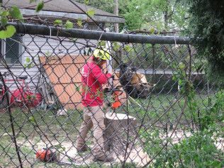 A man is cutting a tree stump with a chainsaw behind a chain link fence.