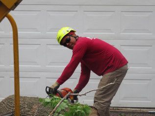 A man is cutting a tree with a chainsaw.
