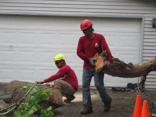 Two men are cutting down a tree in front of a garage.