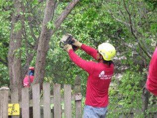 A man is cutting a tree with a chainsaw.