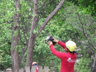 A man wearing a helmet is cutting a tree branch with a chainsaw.