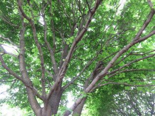 Looking up at a tree with lots of green leaves