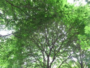 Looking up at a tree with lots of green leaves