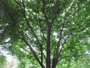 A tree with lots of branches and leaves is surrounded by other trees.