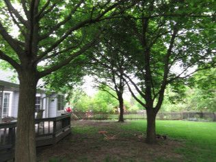 A house with a deck and trees in front of it