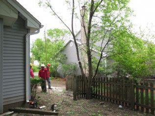 A group of people are working on a tree in front of a house.