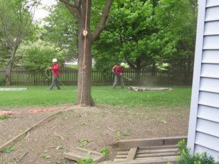 Two men are cutting down a tree in a backyard.