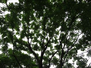 Looking up at a tree with lots of leaves