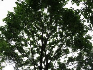 Looking up at a tree with lots of leaves against a white sky