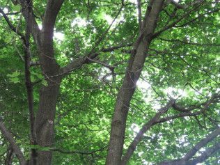 A tree with lots of green leaves is surrounded by other trees.