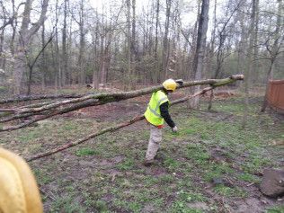 A man is carrying a large log in the woods.
