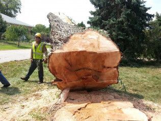 A man is standing next to a large tree stump.