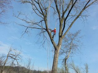 A man is climbing a tree with a chainsaw.