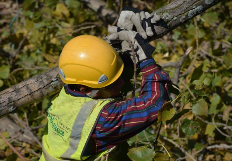 A man wearing a hard hat and safety vest is cutting a tree branch.