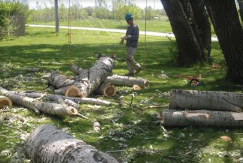 A man is standing next to a pile of logs in a park.