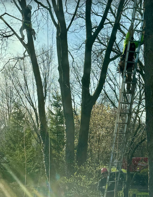 A man is climbing a tree with a ladder.