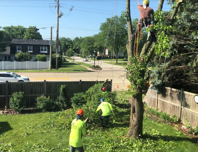 A group of men are cutting down a tree in a yard.