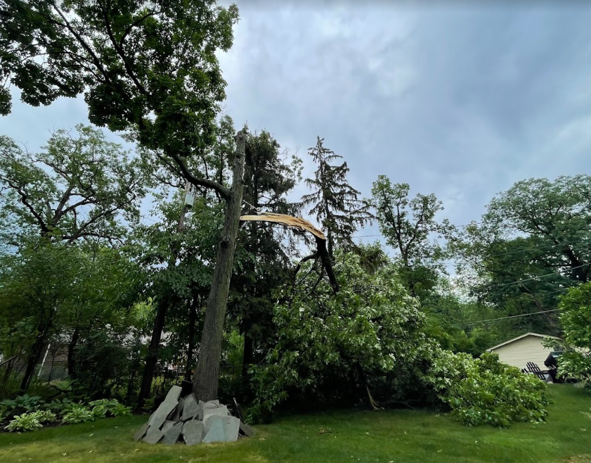 A tree that has been knocked over by a storm in a yard.