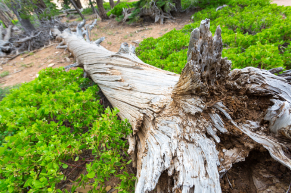 A large tree stump is laying on the ground in the middle of a forest.