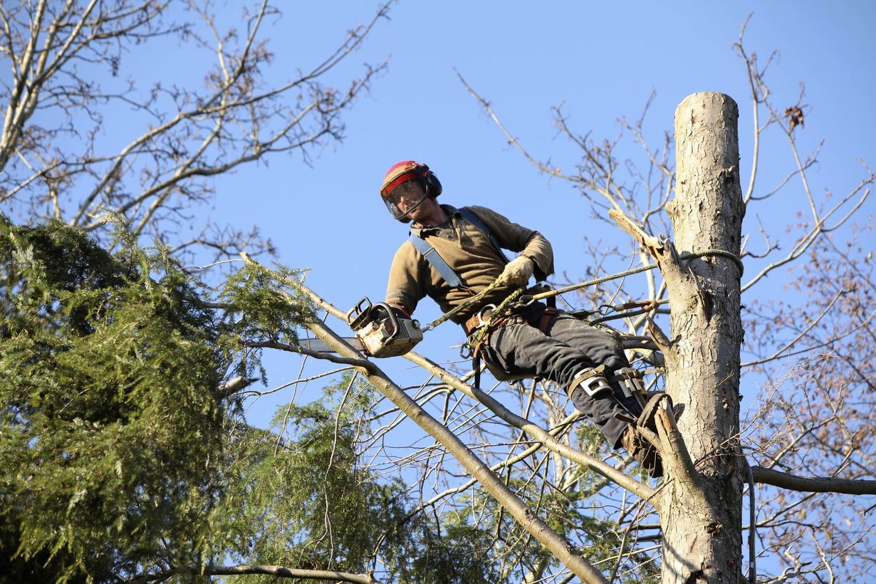 A person in safety gear, helmet, and harness uses a chainsaw to trim branches high up in a tree against a blue sky.